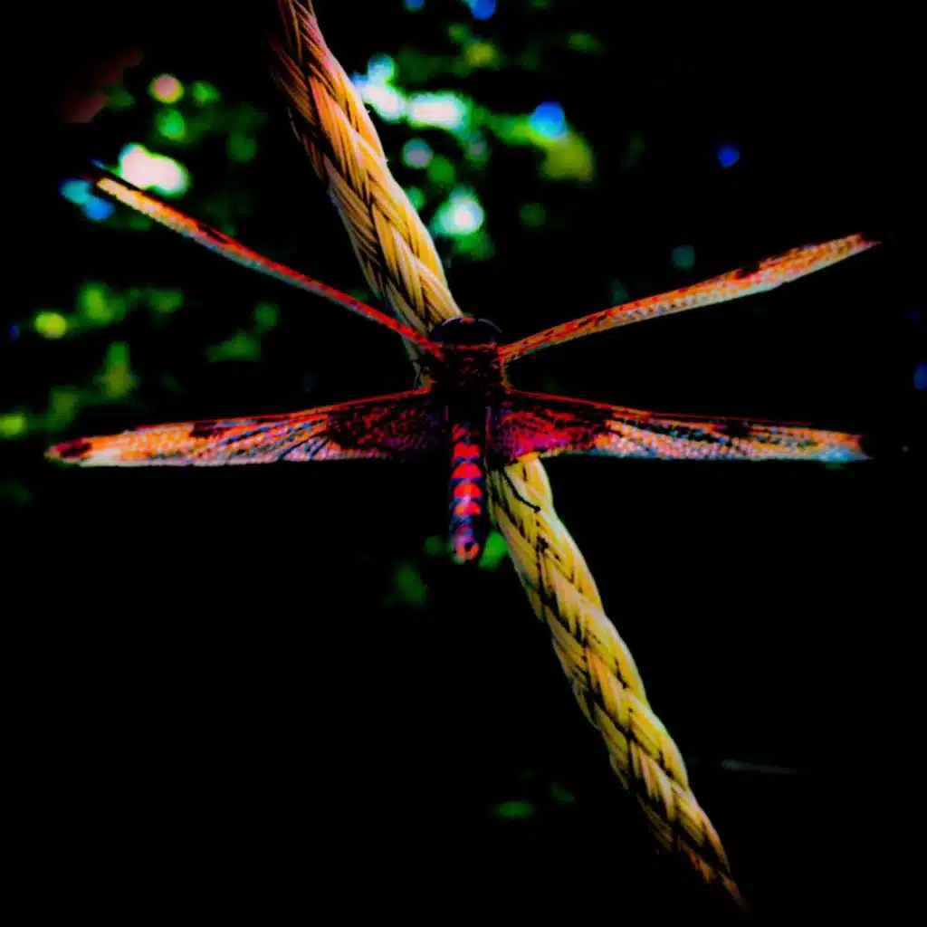 Everything Under Control