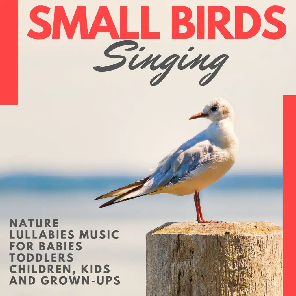 Small Birds Singing - Nature Lullabies Music For Babies, Toddlers, Children, Kids And Grown-ups