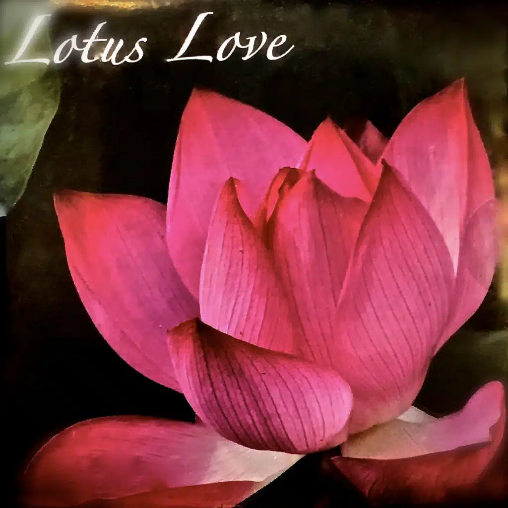 Lotus Love