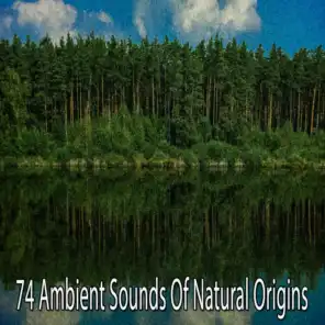 74 Ambient Sounds of Natural Origins