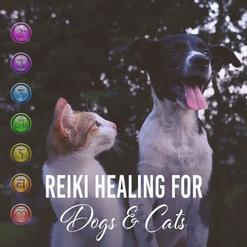 Reiki music for store dogs