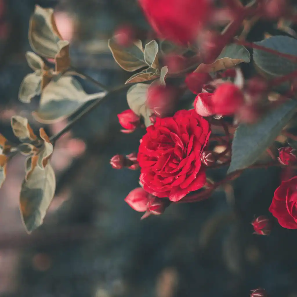 artist-header-image