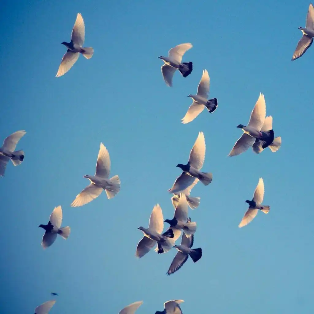 header-image