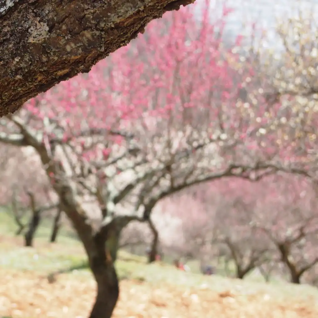 header-image