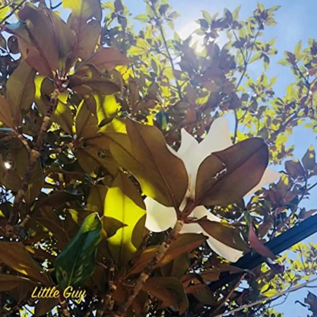 header-image