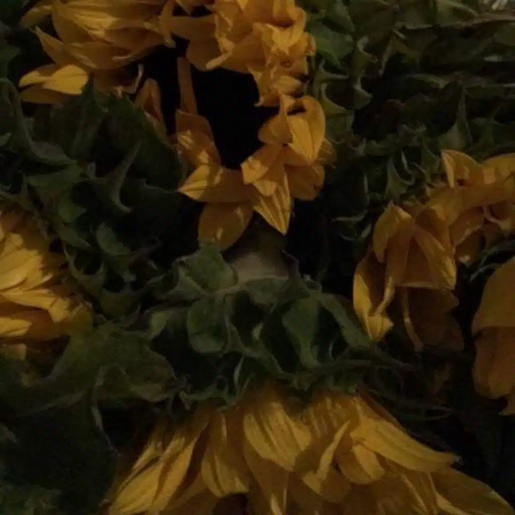 artist-header-image