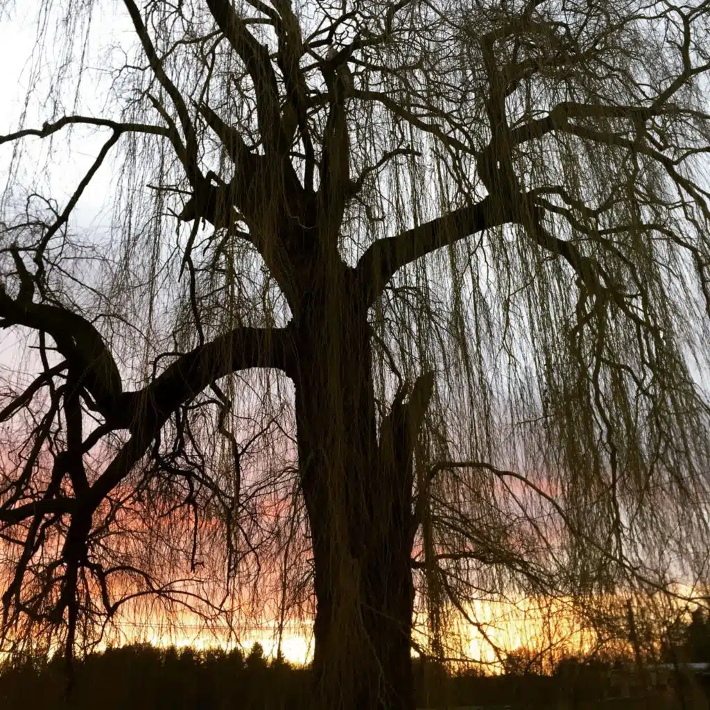 header-image