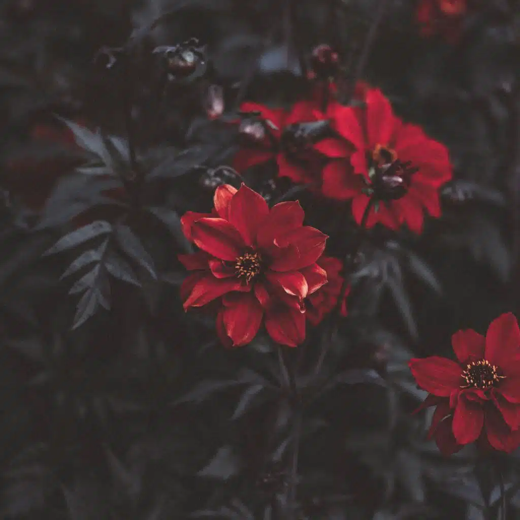 header-image