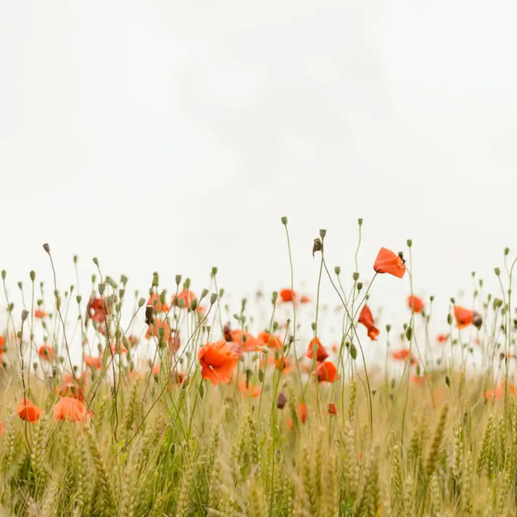 header-image
