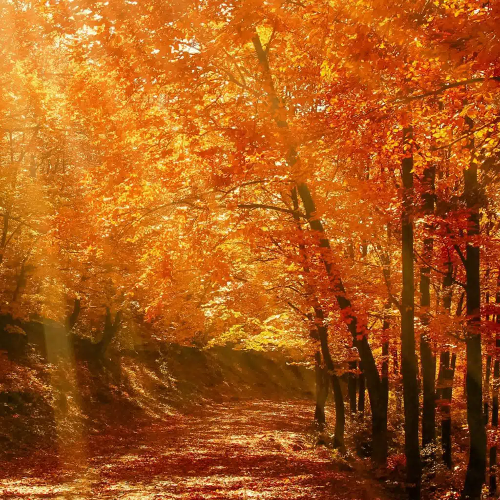 header-image