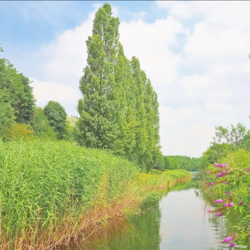 header-image
