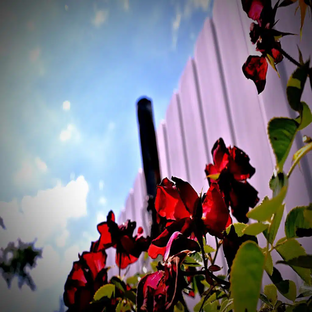 header-image