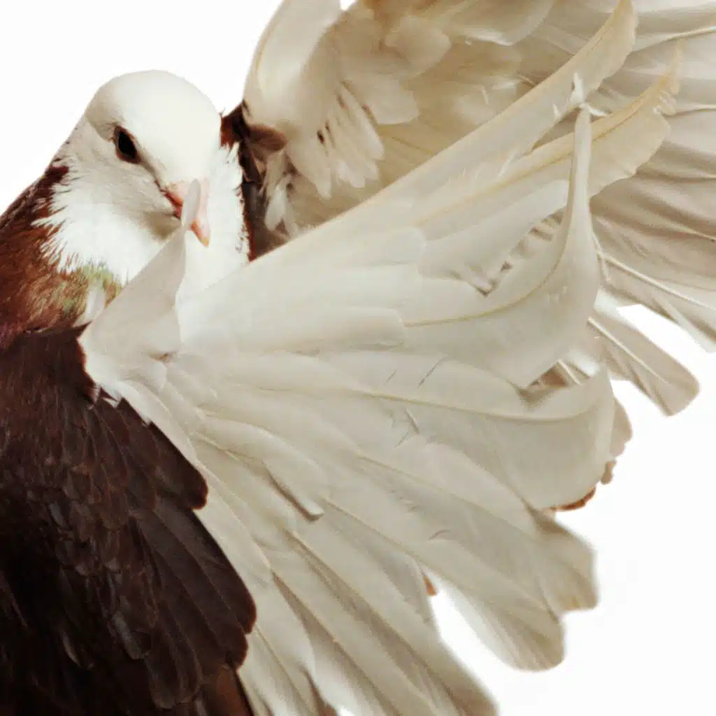 header-image
