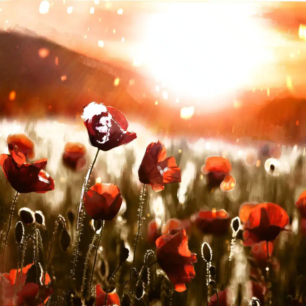 header-image