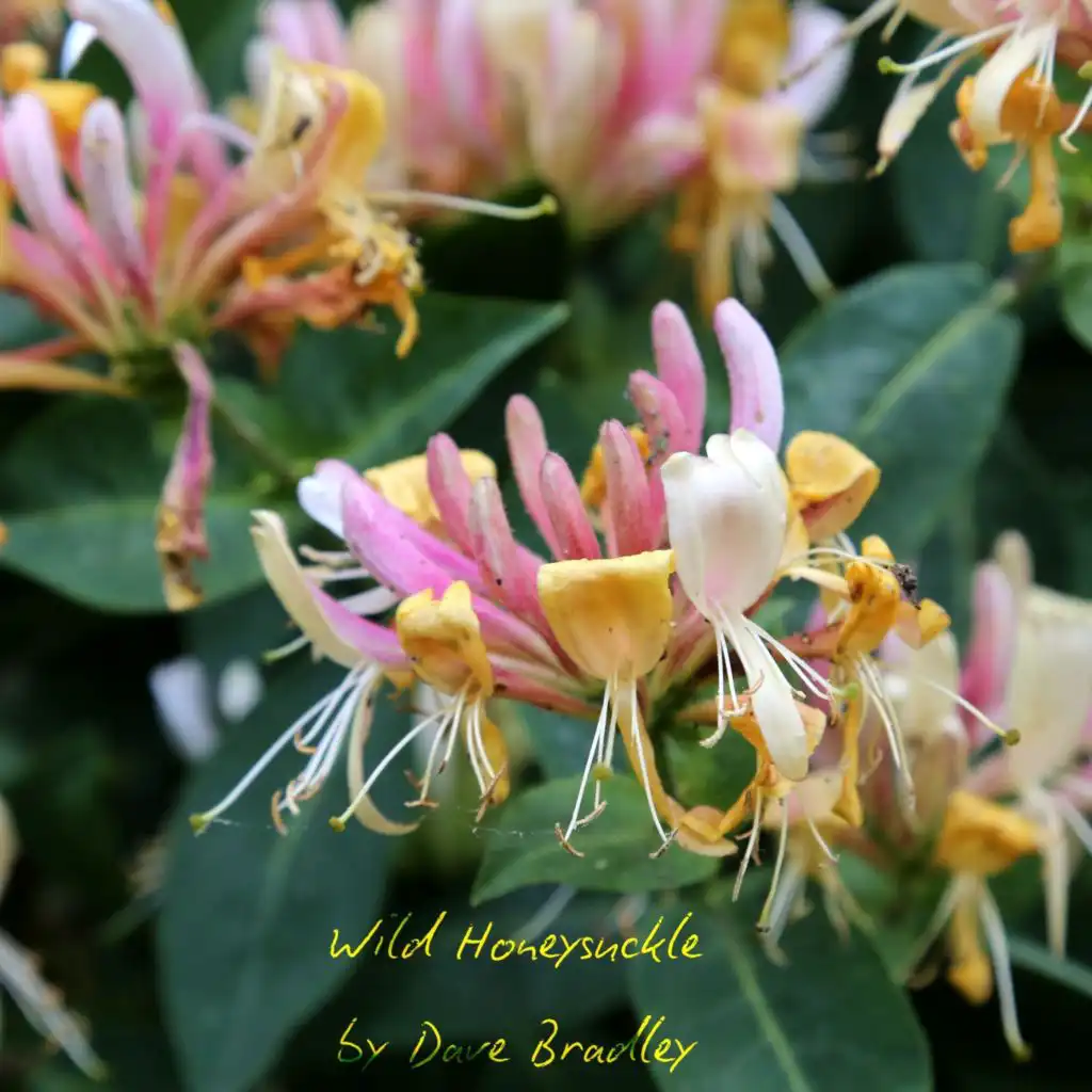 header-image