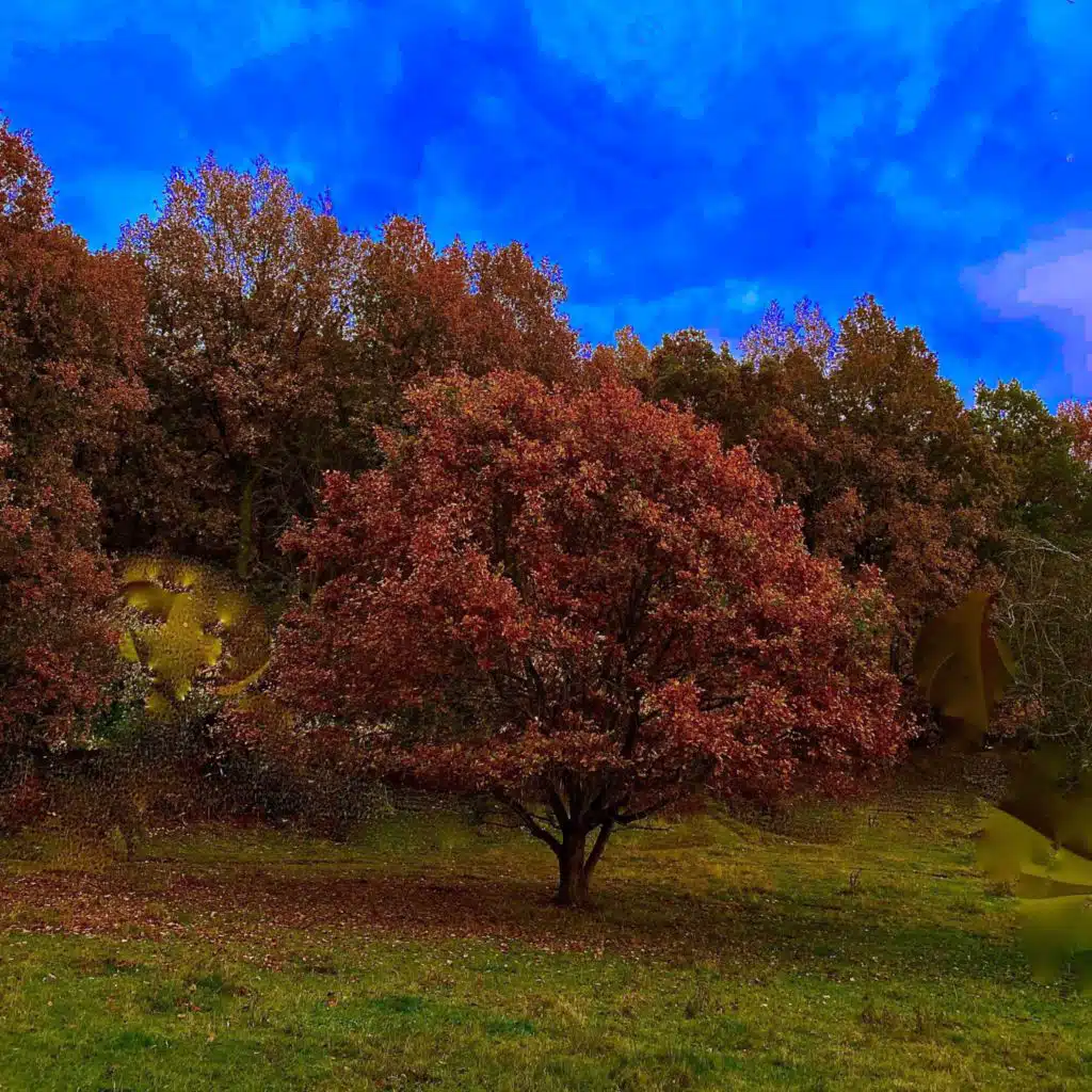 header-image