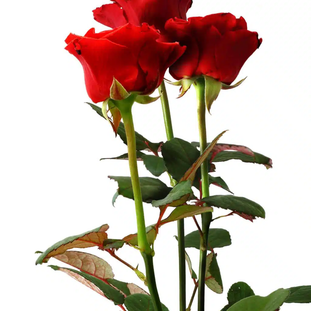 header-image