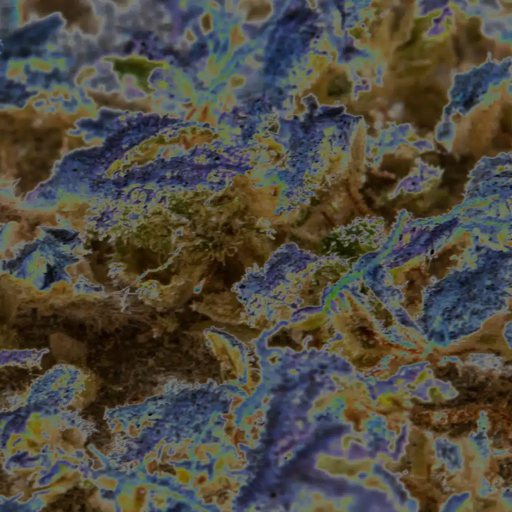 artist-header-image