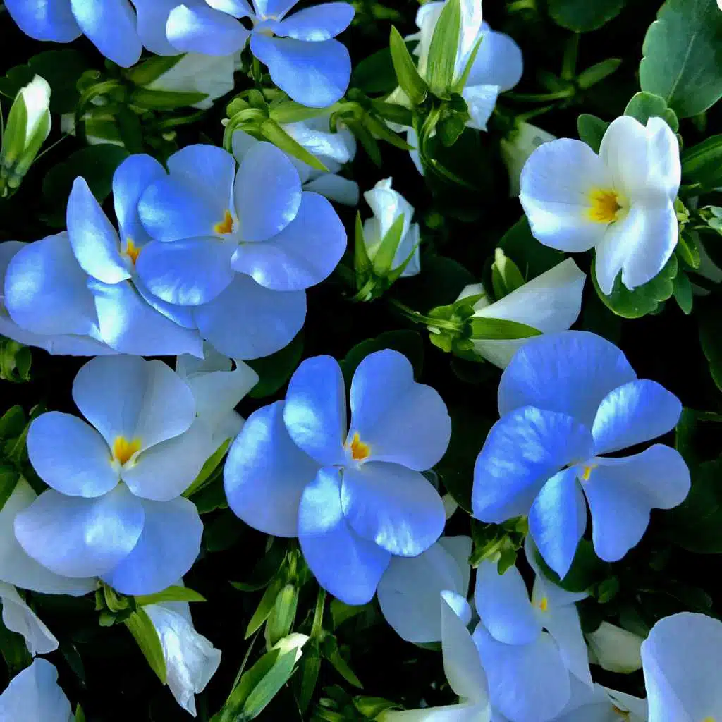 header-image