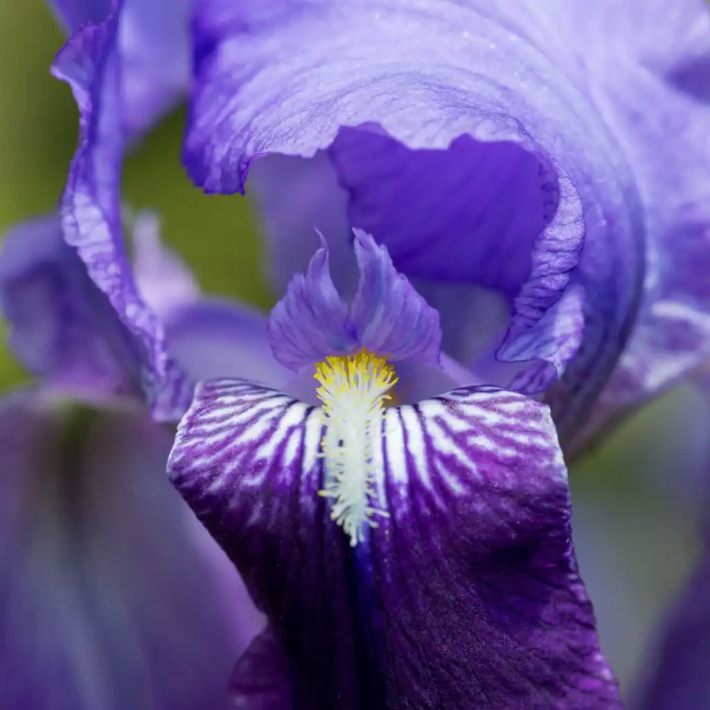 header-image