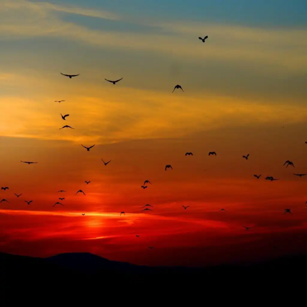 header-image