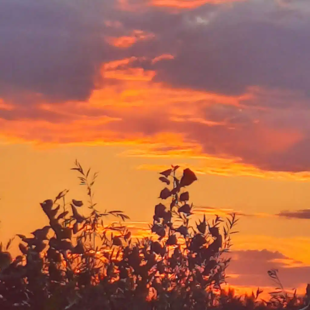 header-image