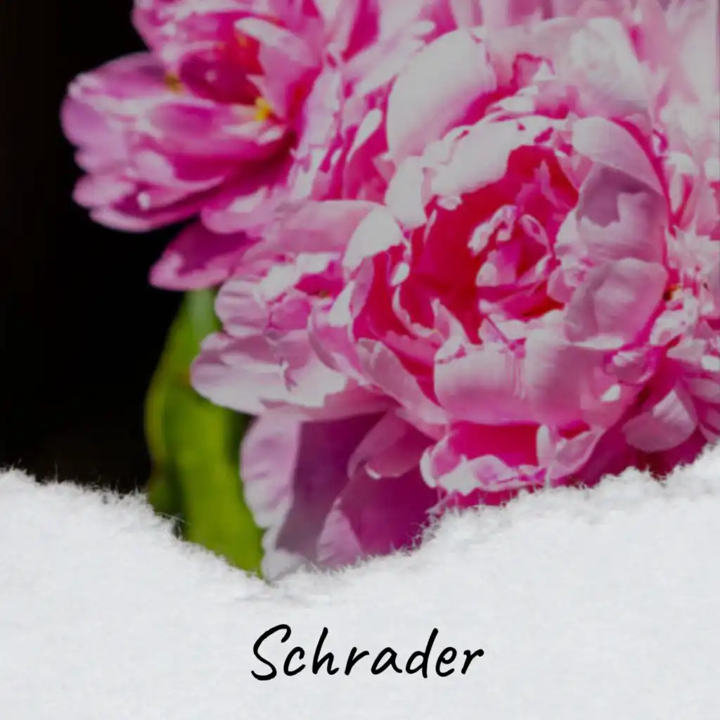 artist-header-image