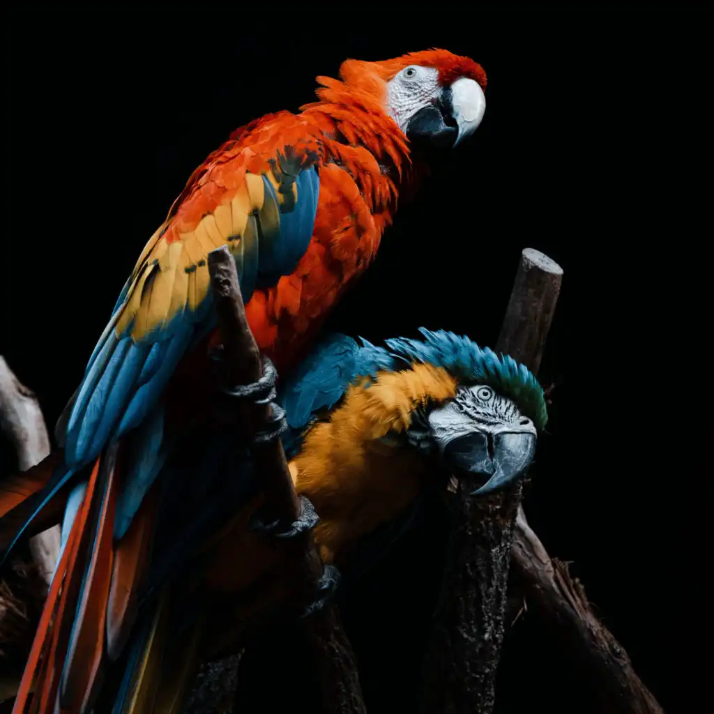 header-image
