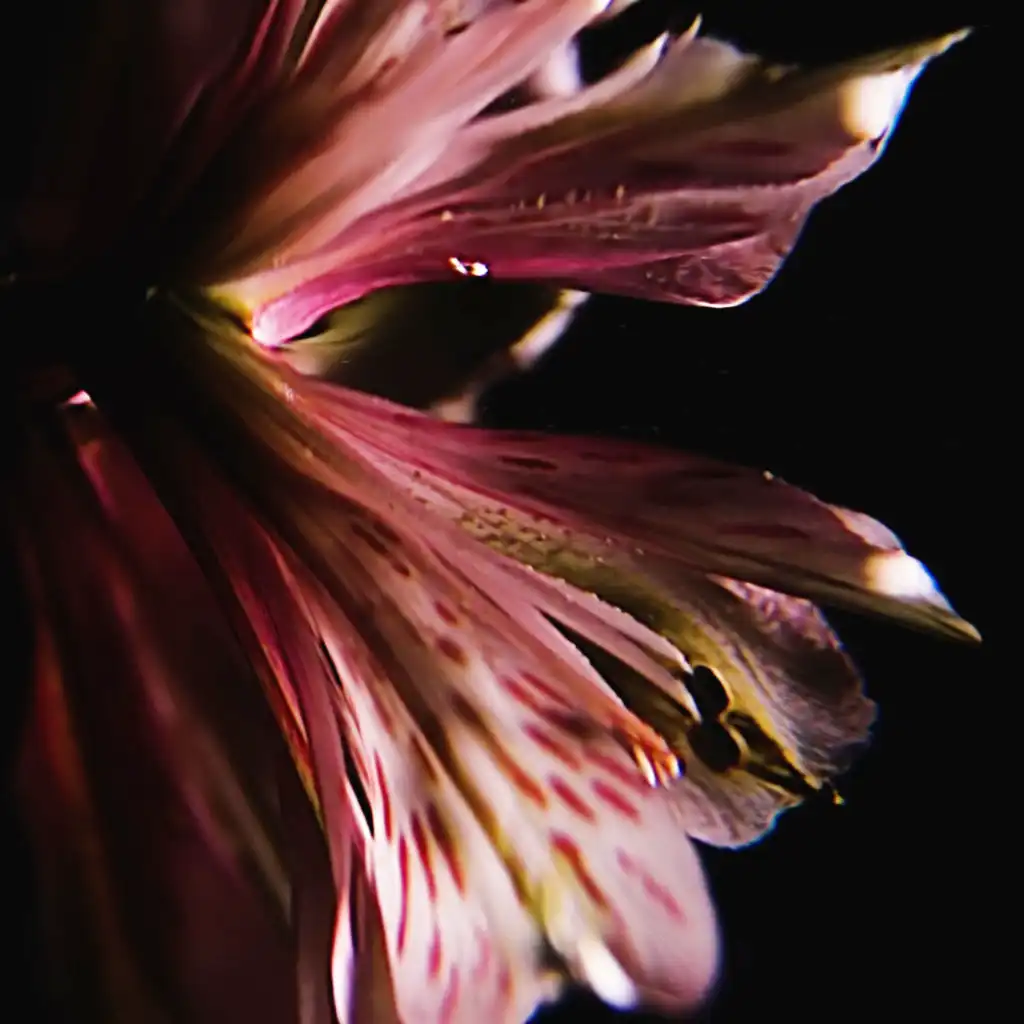 artist-header-image