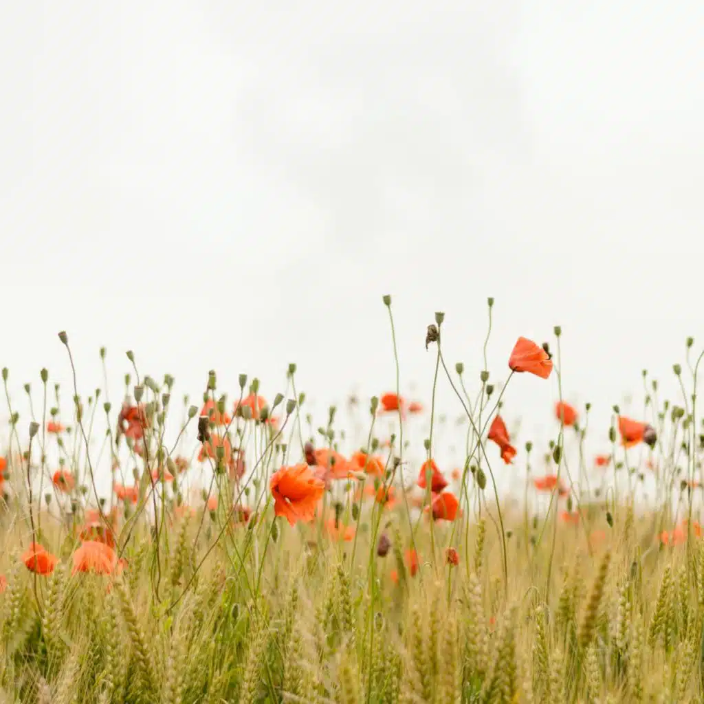 header-image