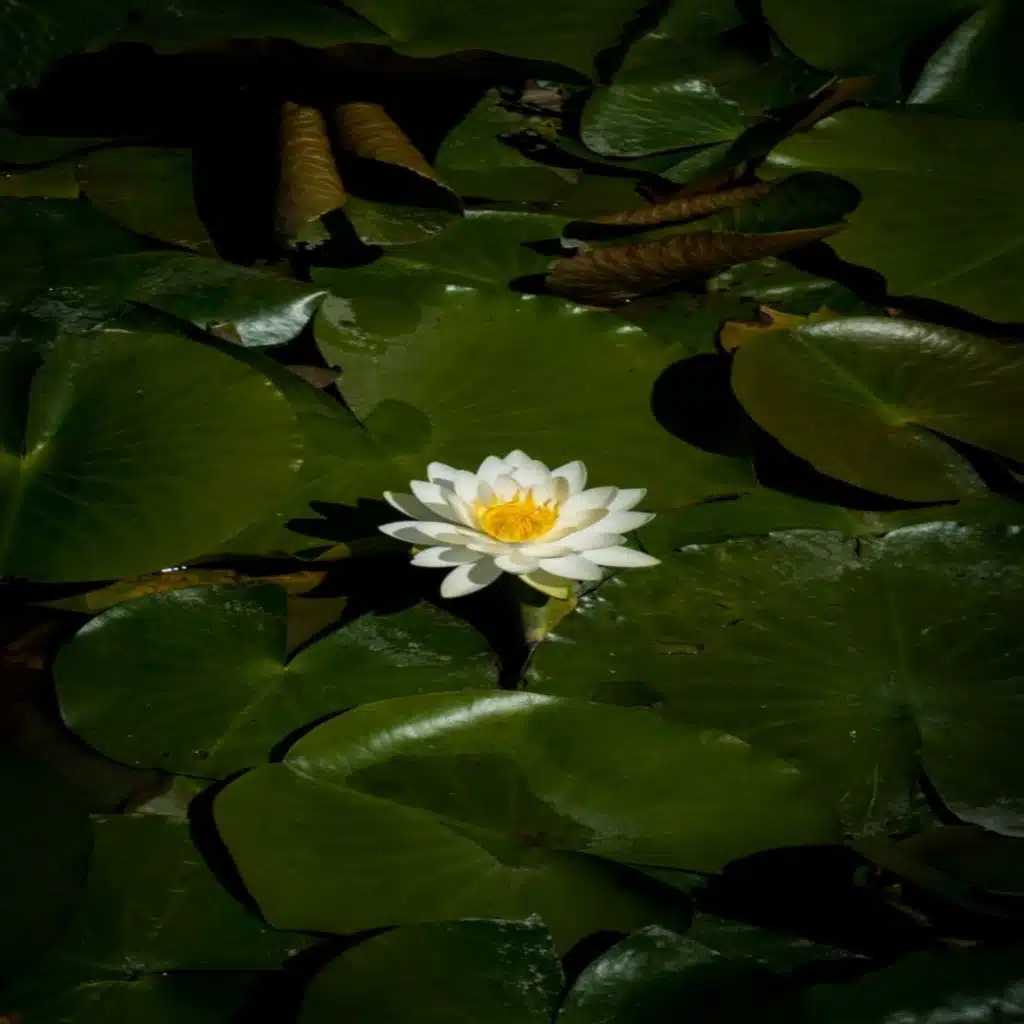 artist-header-image