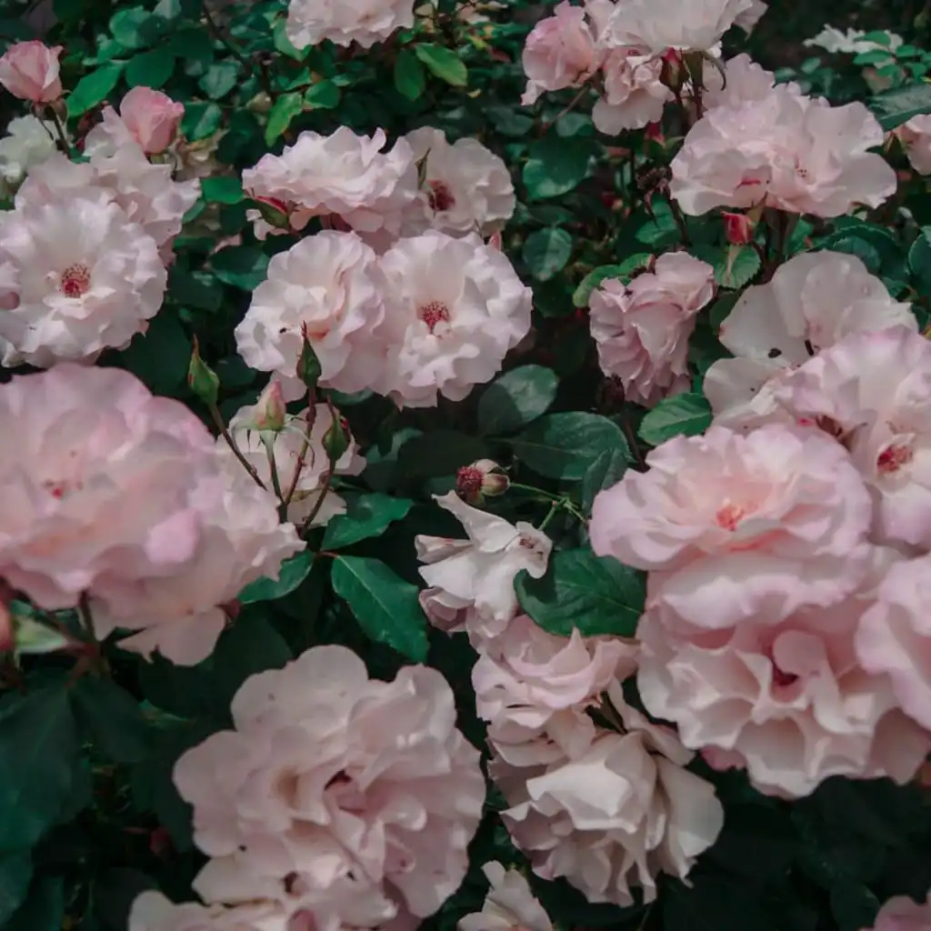 header-image