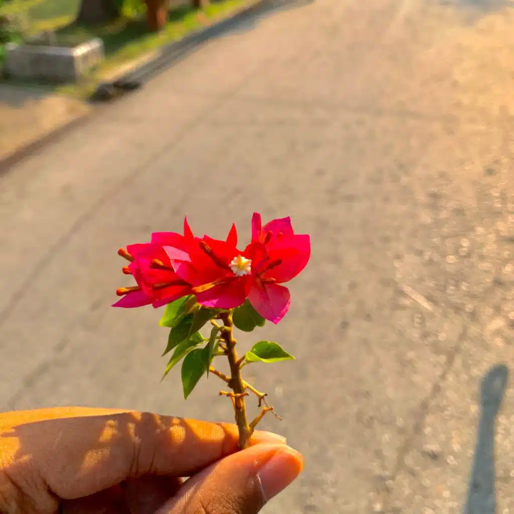 header-image