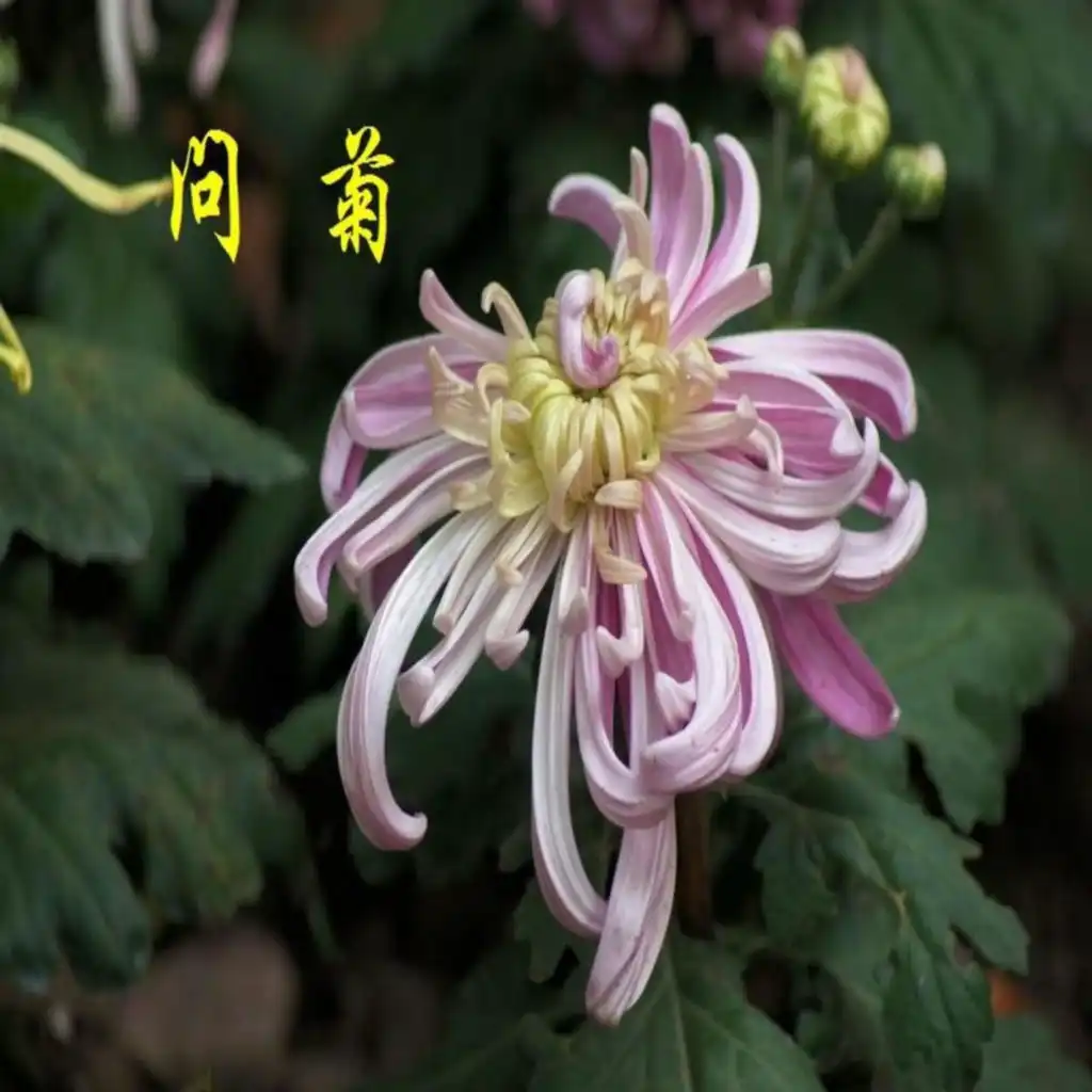 artist-header-image