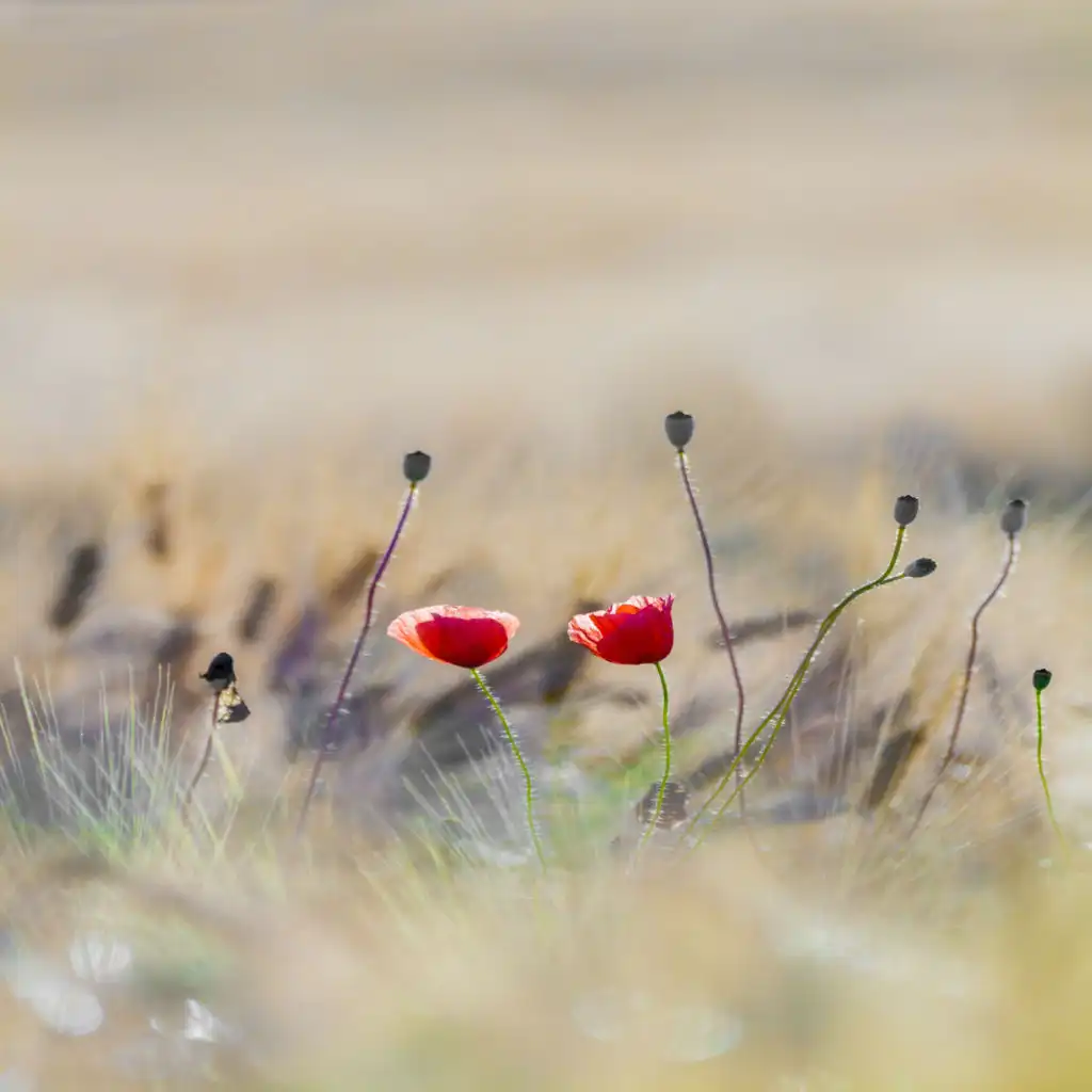 artist-header-image