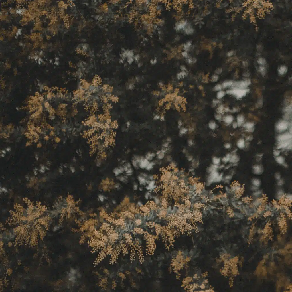 artist-header-image
