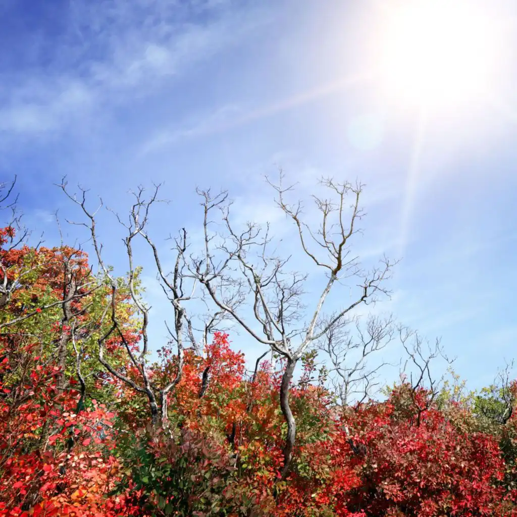 header-image