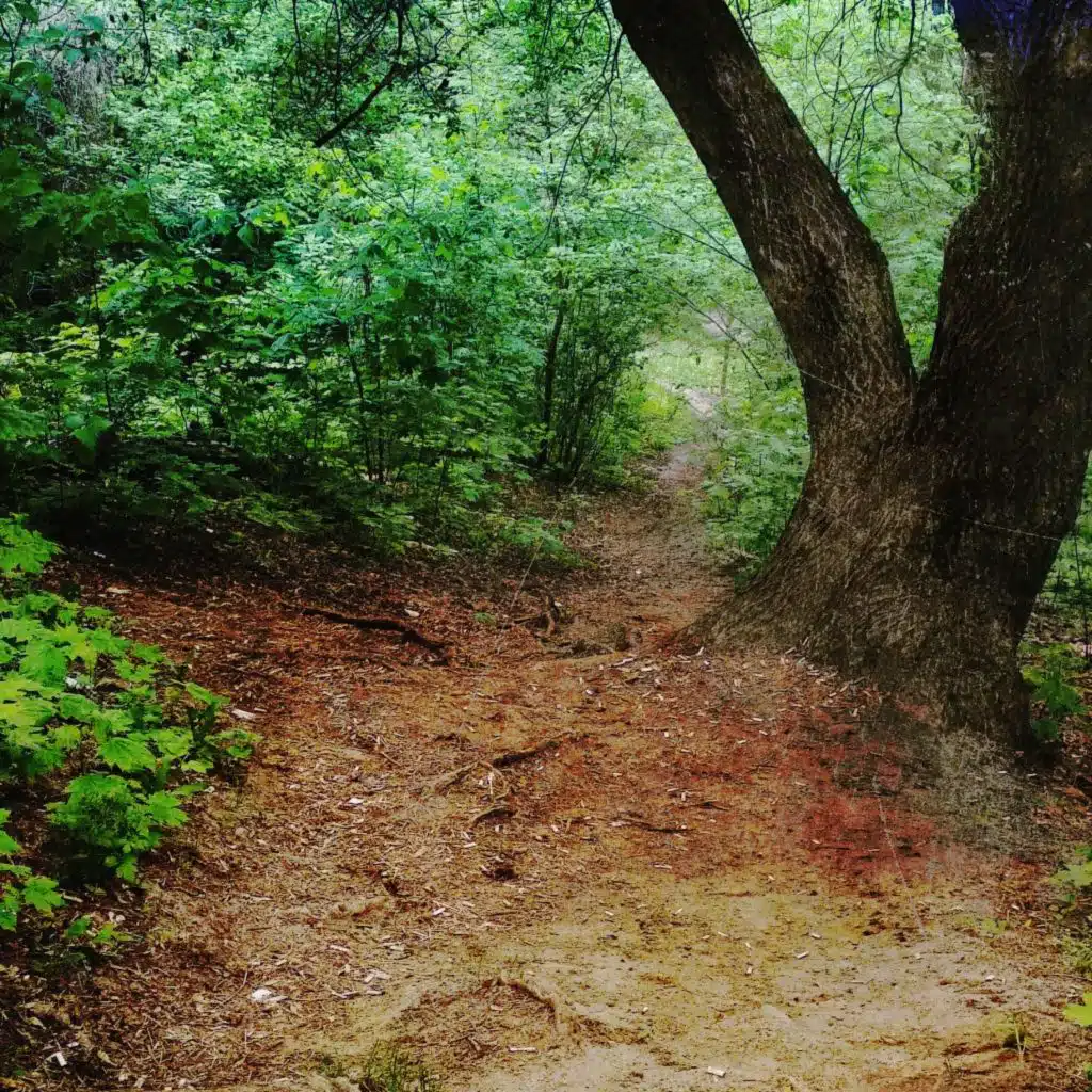 header-image