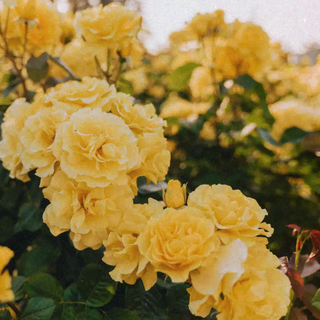 header-image
