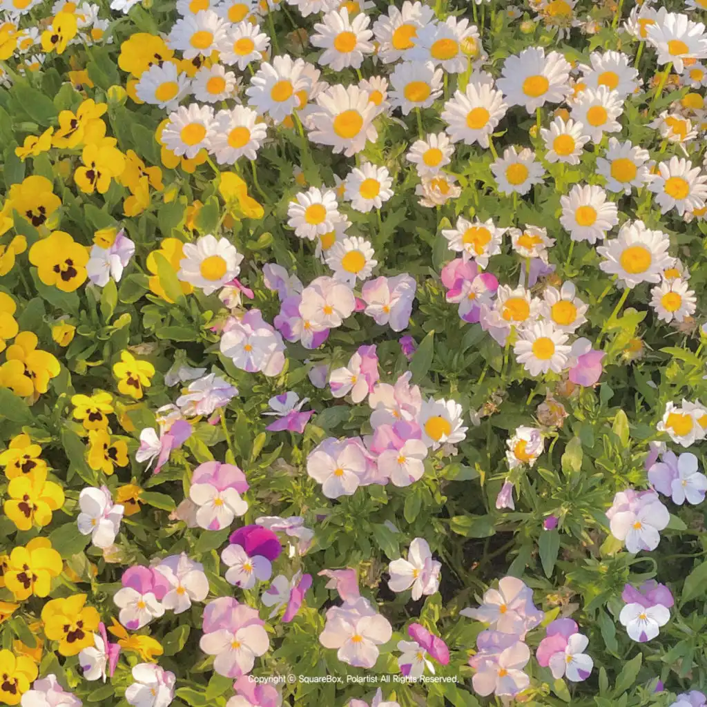 header-image