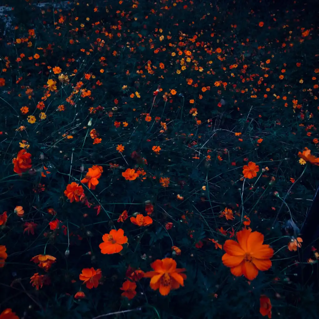 artist-header-image