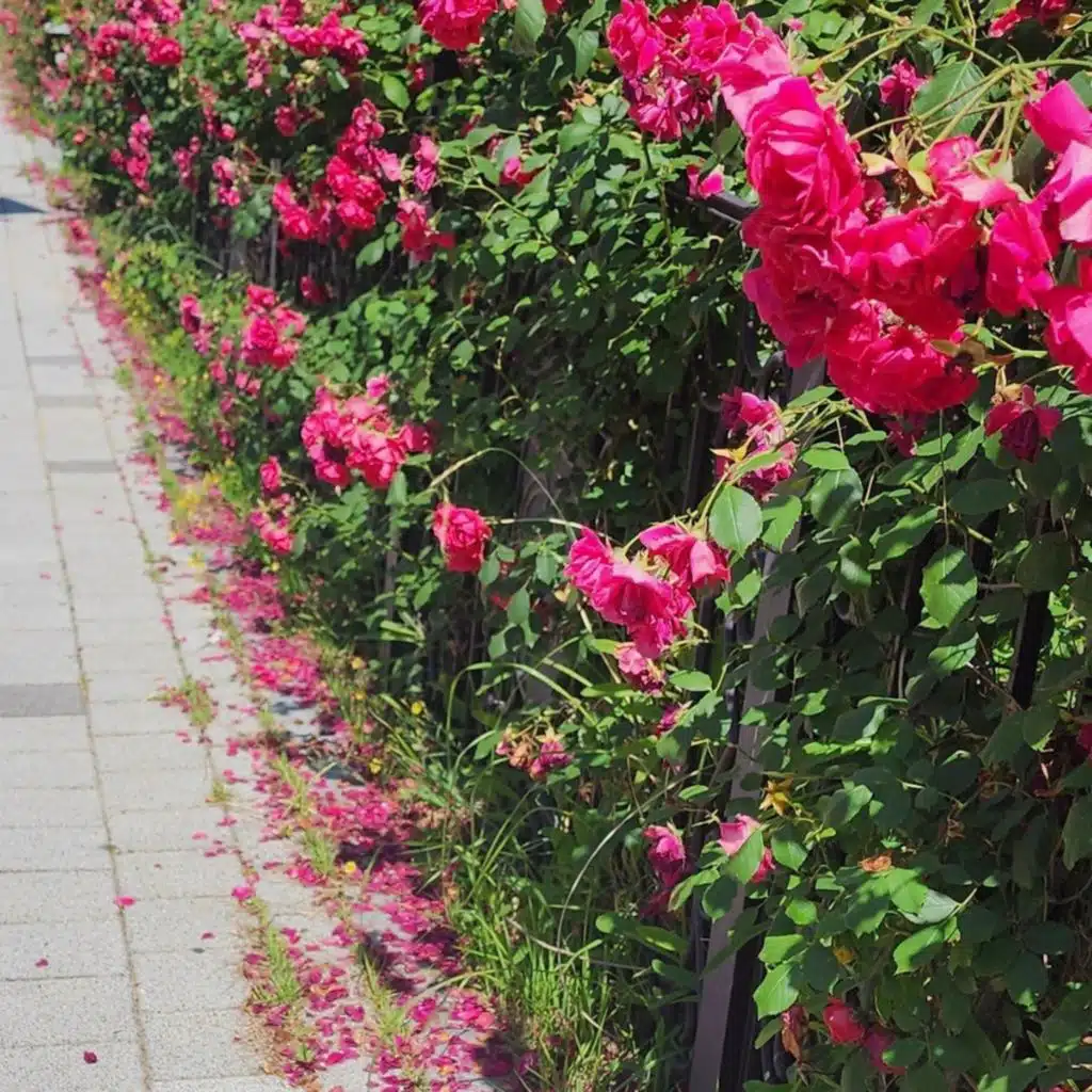 header-image
