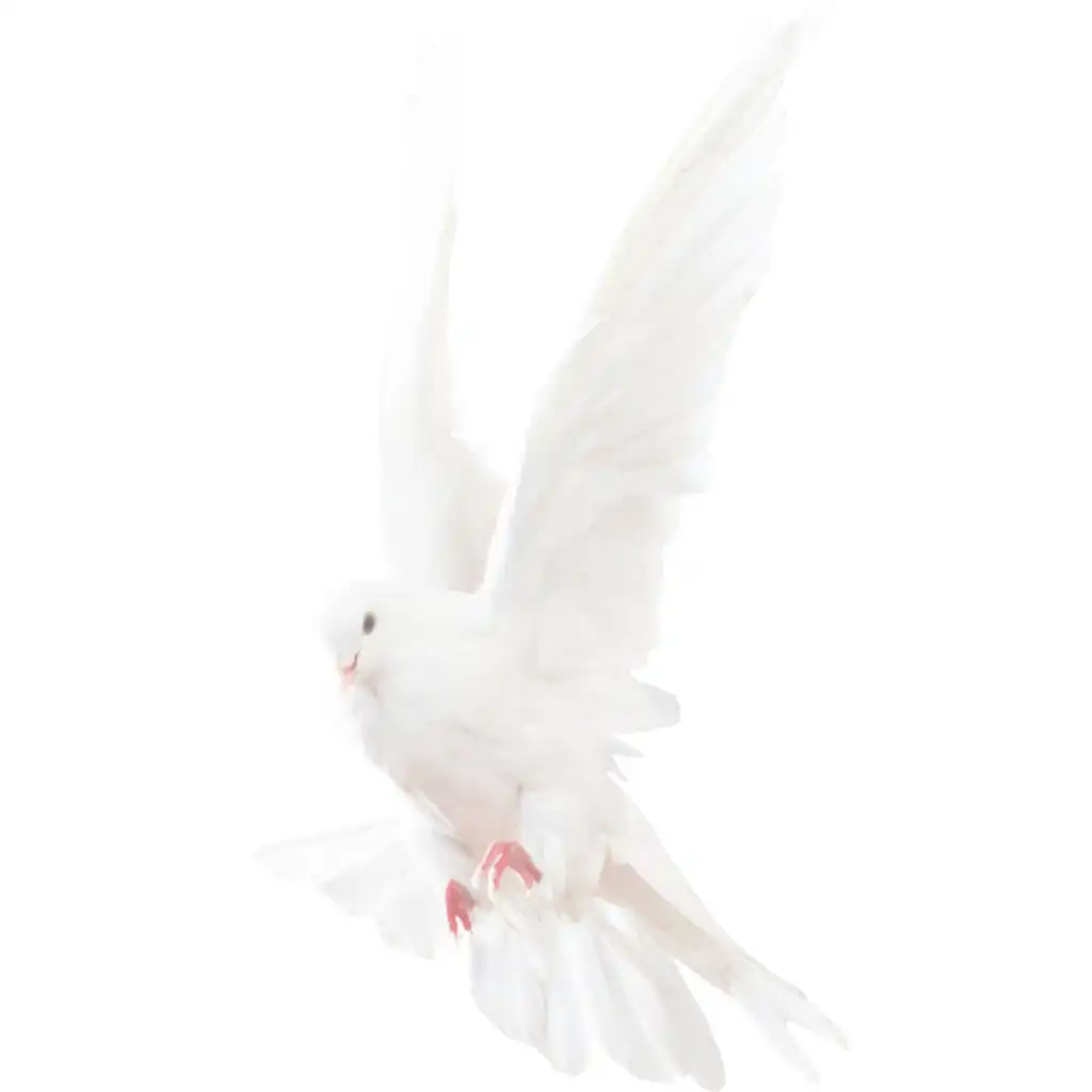 header-image