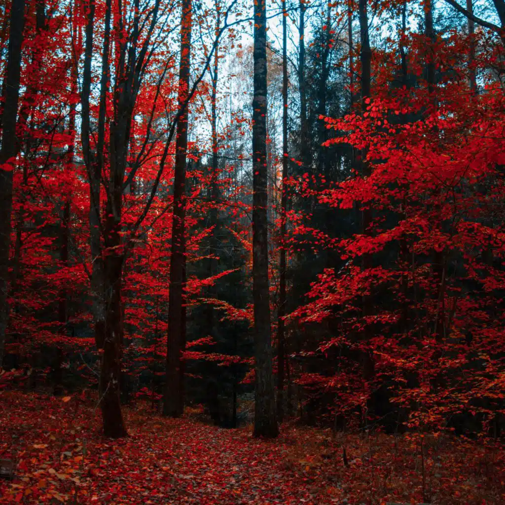 header-image