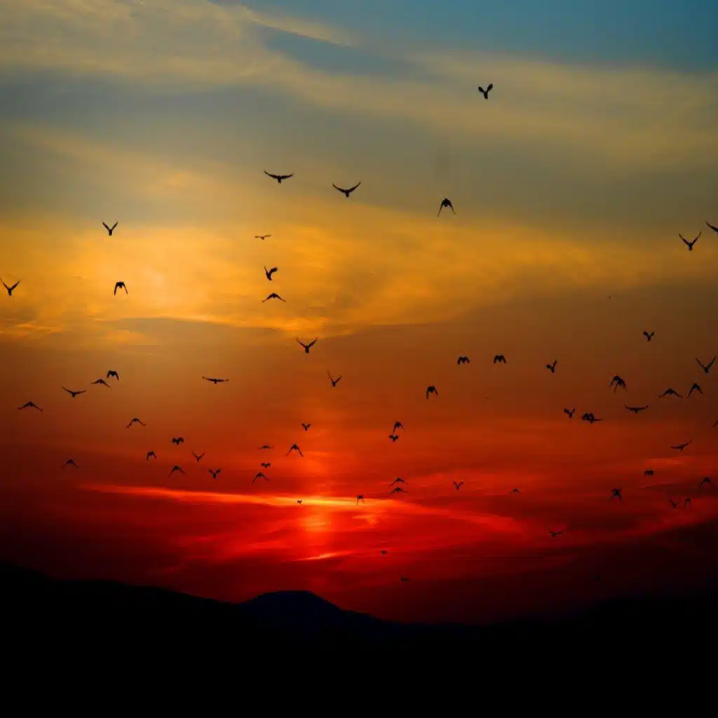 header-image