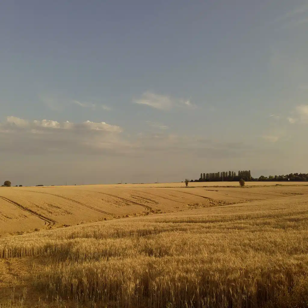 header-image