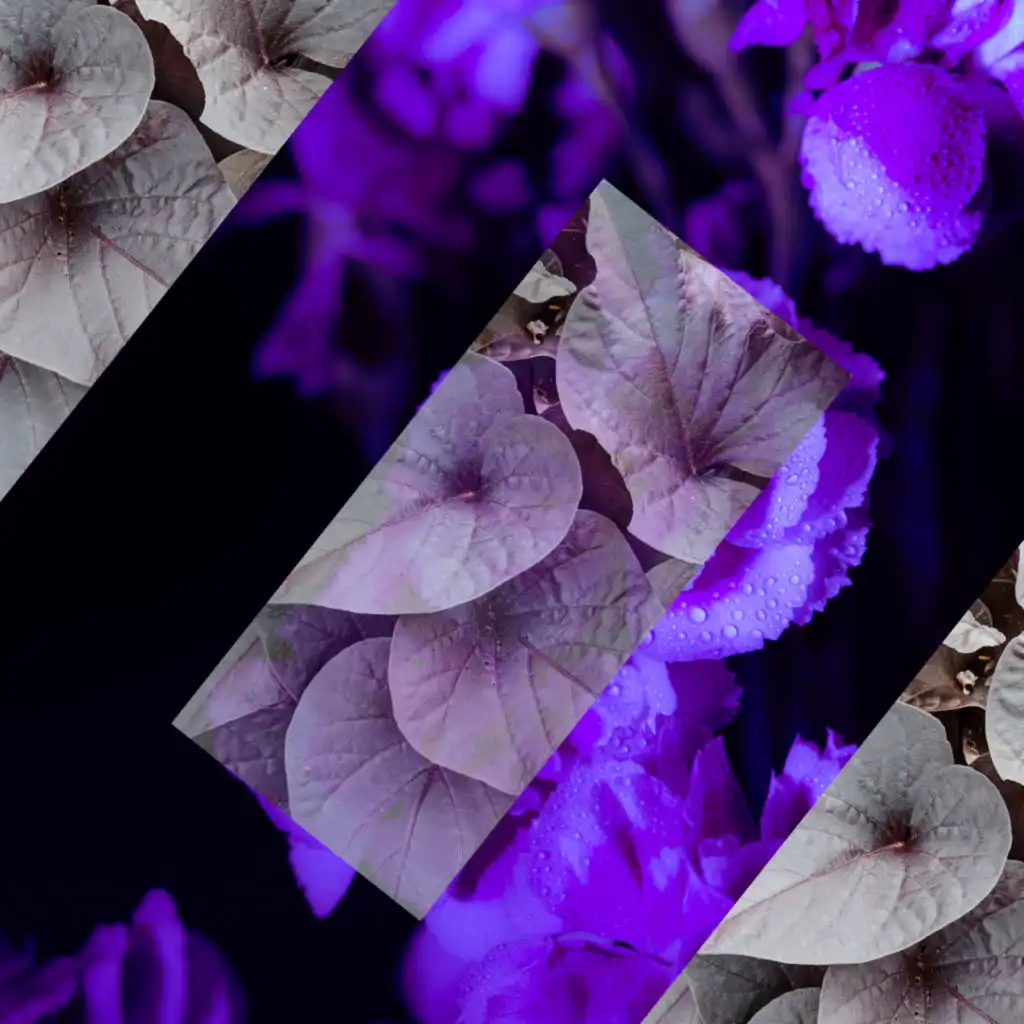 header-image