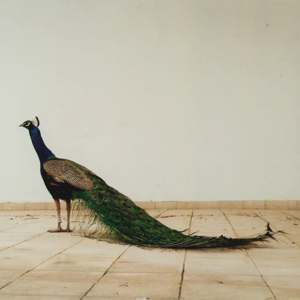 artist-header-image