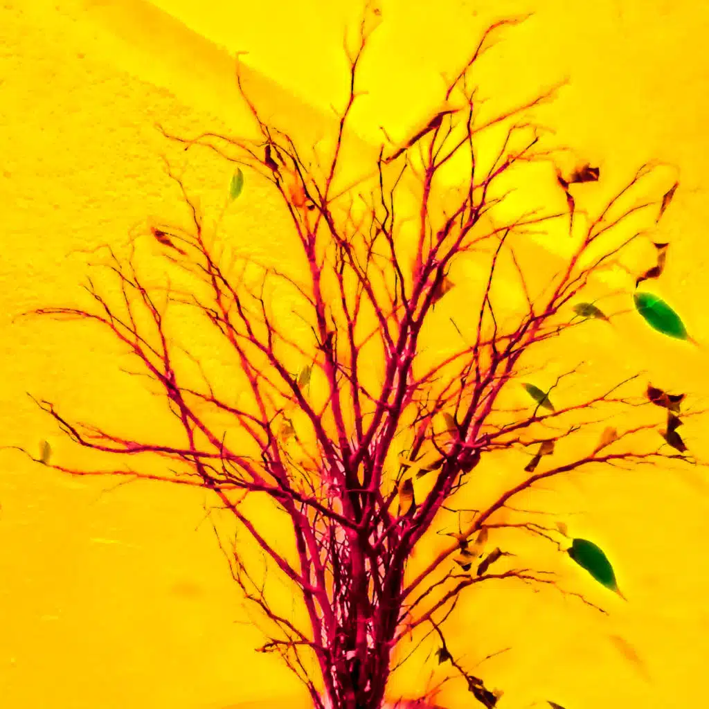 artist-header-image