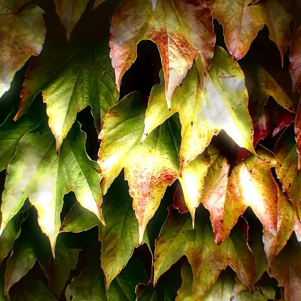 header-image
